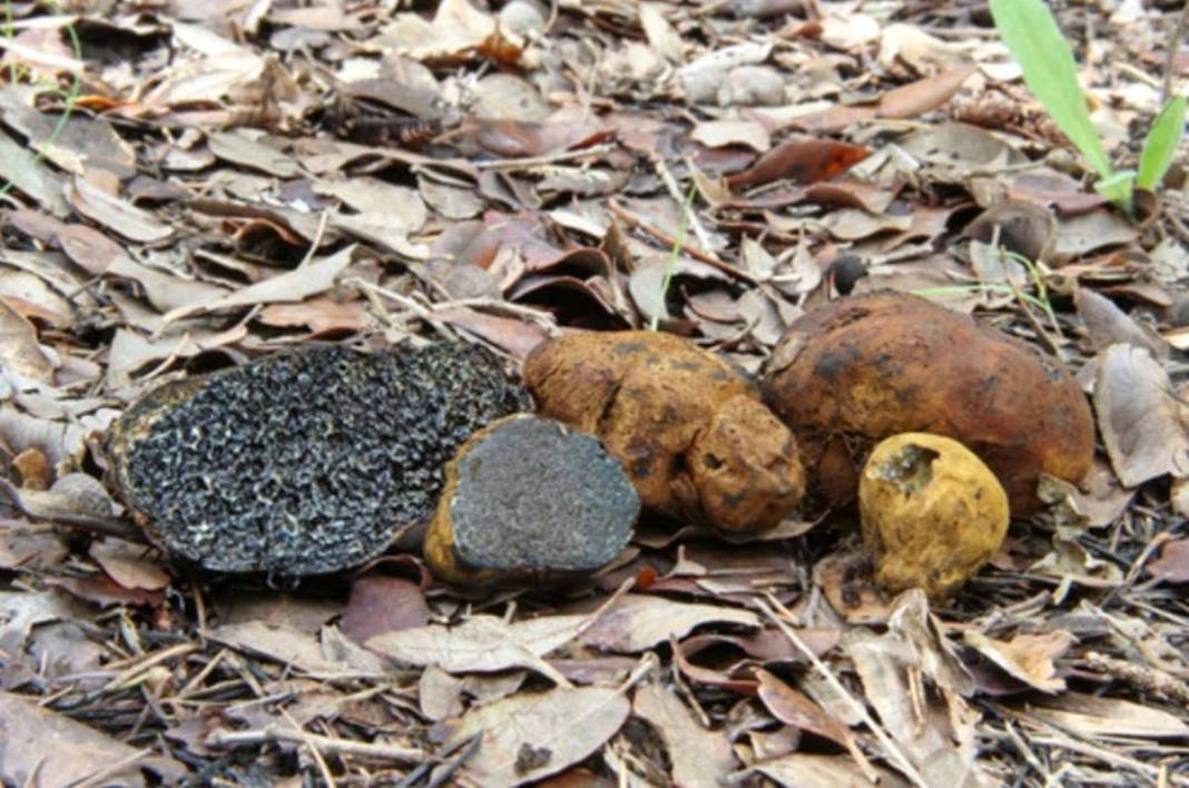 İlk kez keşfedildi: Dünyada sadece o kentimizde yetişiyor! Meğer ağaçların altındaymış, bugüne kadar fark edilmemiş 15